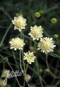 Scabiosa ochroleuca